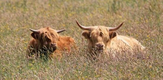 Beef Bourguignon s houbami a cibulí