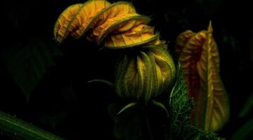 Cuketové placičky se sýrem feta