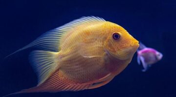 Ryba v rajčatové omáčce