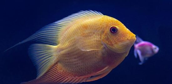 Ryba v rajčatové omáčce