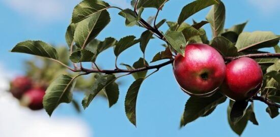 Ovocný kari se zeleninou