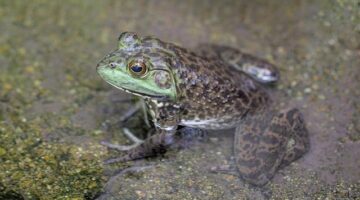 Rybníkový karfiol s máslovou omáčkou
