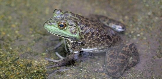Rybníkový karfiol s máslovou omáčkou