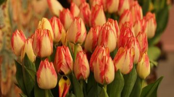 Květákové placičky s bylinkami