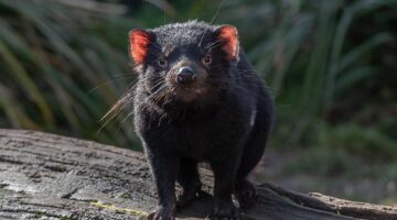 Dabeli, druh burgeru s kořením