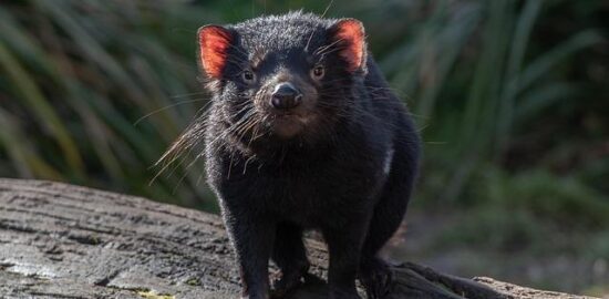 Dabeli, druh burgeru s kořením