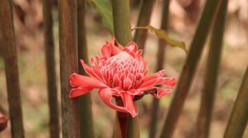 Zázvorová kuřecí polévka s kokosovým mlékem