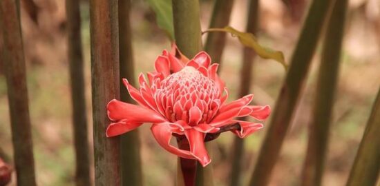 Zázvorová kuřecí polévka s kokosovým mlékem