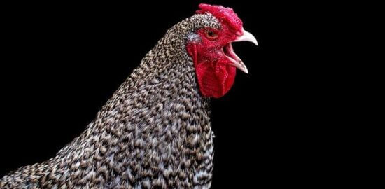 Kuře na citronové omáčce