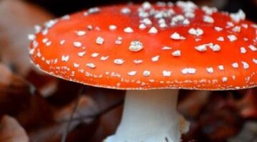 Houbový burger s avokádem