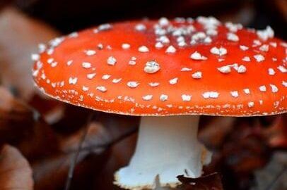 Houbový burger s avokádem