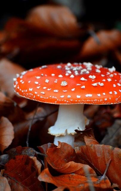 Houbový burger s avokádem