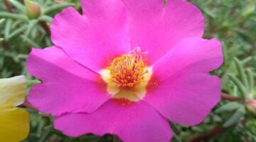 Květák s nivou a vejcem