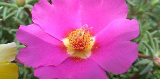 Květák s nivou a vejcem