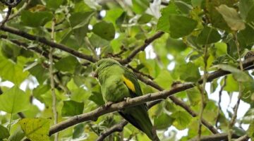 Bolivijské kuře s quinoou