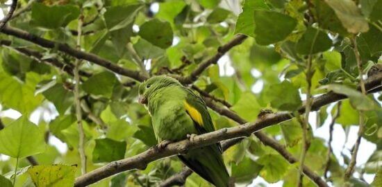 Bolivijské kuře s quinoou