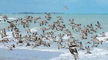 Srnčí guláš s nokem