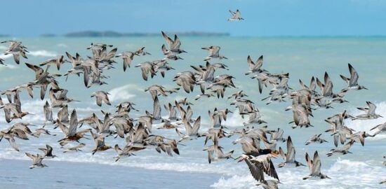 Srnčí guláš s nokem