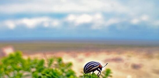 Bramboráky s kyselým škrobem