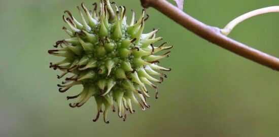 Ryžová směs s hráškem