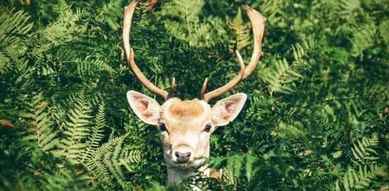 Jelení ragú s brusinkami a houskovými knedlíky