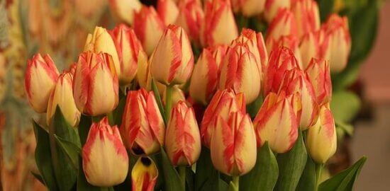 Květákové kousky s kari omáčkou