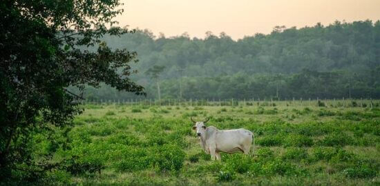 Hovězí svíčková s omáčkou vídeňskou