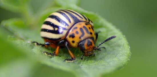 Bramborák s kvašenou zeleninou