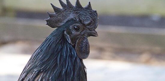 Sate ayam – kuřecí špízy s arašídovou omáčkou