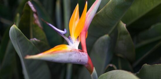 Rajský kuřecí guláš s mangem