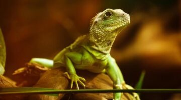 Thajský kuřecí salát s arašídy