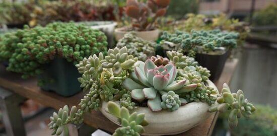 Šťavnaté kuře s mangem