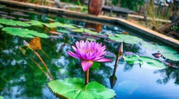 Ful medames s bedouinským chlebem