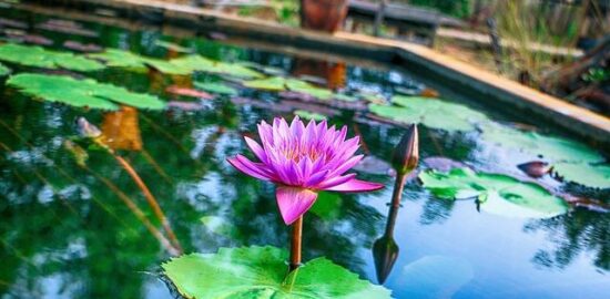 Ful medames s bedouinským chlebem