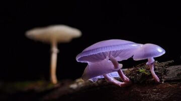 Rizotto s houbami a šalotkou