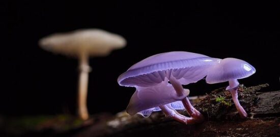 Rizotto s houbami a šalotkou