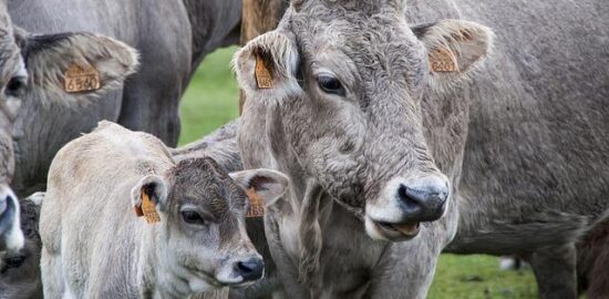 Telecí obalovaná placka se špenátem