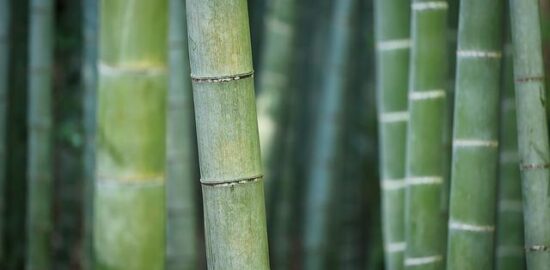 Zelený thajský karí kokosový hrách