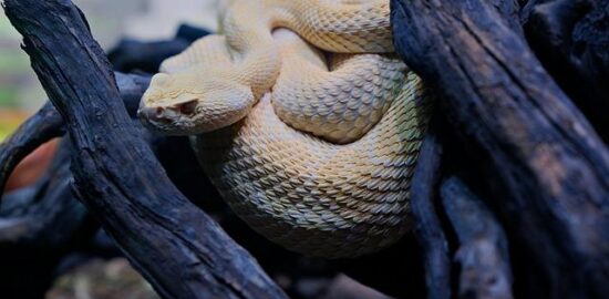 Jelení hřbet na černém pivě