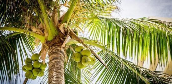 Kokosový hráškový curry s tofu