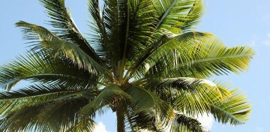 Kokosový zázrak s čokoládou