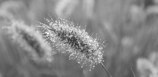 Gratinované těstoviny s mozzarellou