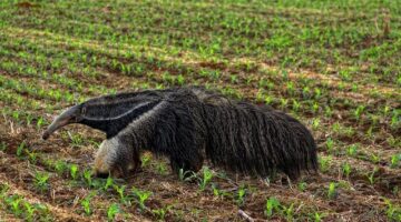 Brazilské picanha na grilu