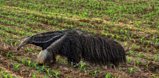 Brazilské picanha na grilu
