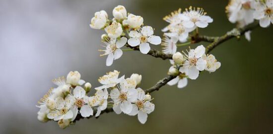 Kyselá a pikantní lusková polévka