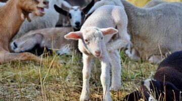 Lamb masgoof grilovaného pečeného jehněčího maso