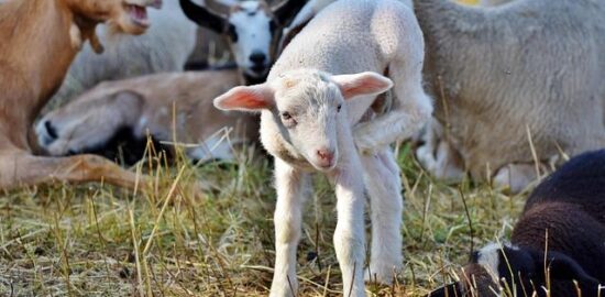 Lamb masgoof grilovaného pečeného jehněčího maso