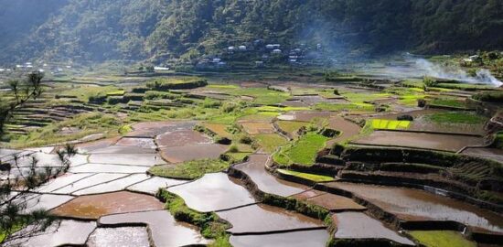 Rýžové placičky s japonskou omáčkou