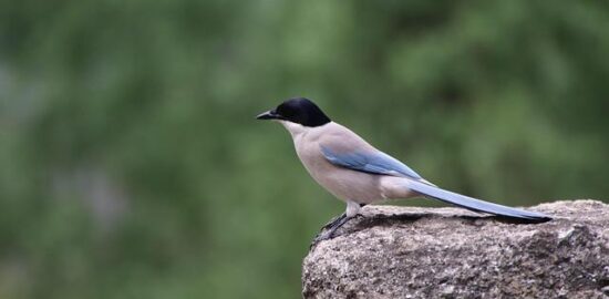 Pica chile jehněčí placičky banana