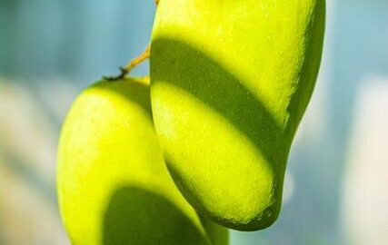 Jednoduchý mangový ceviche recept